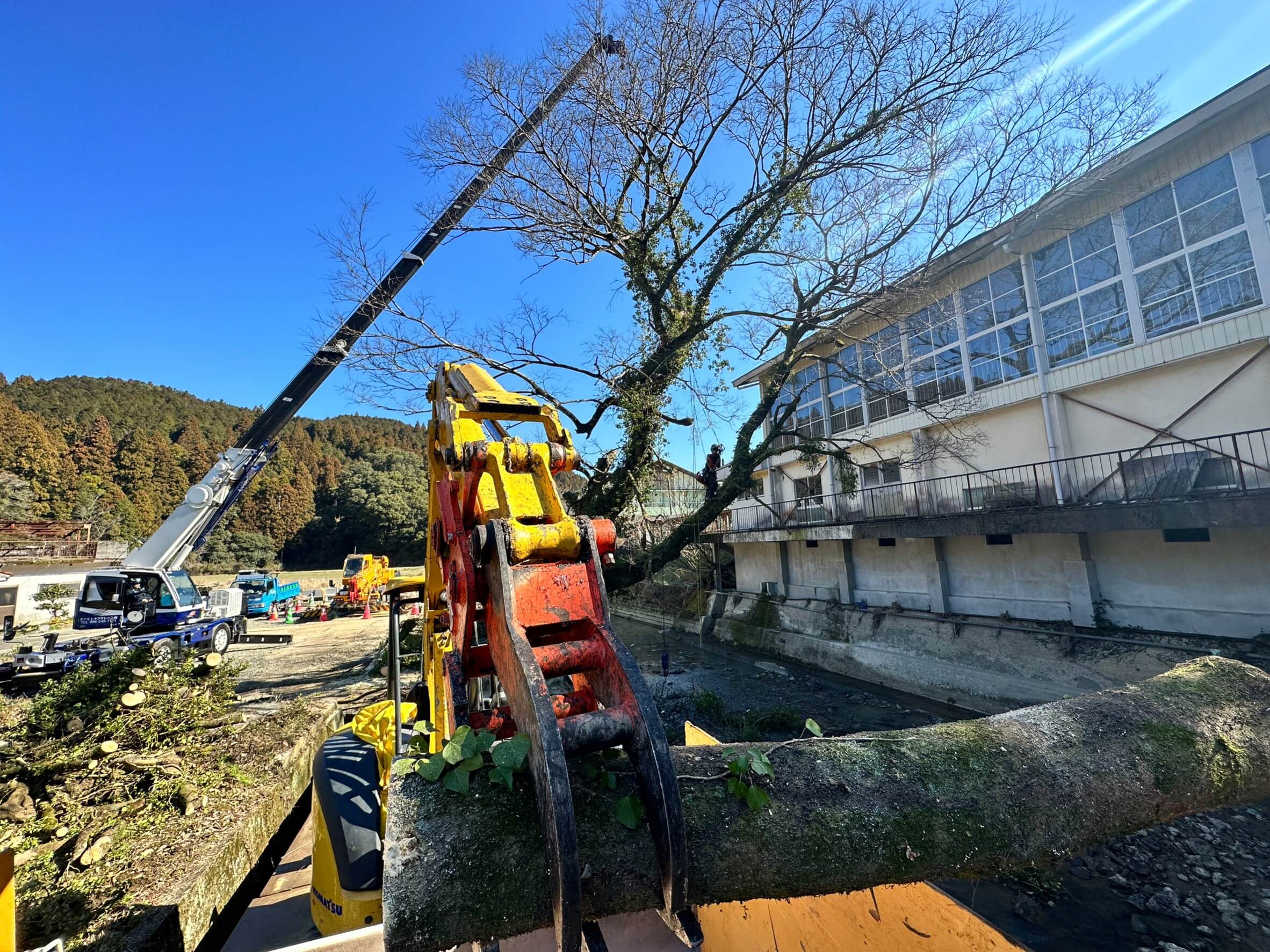 重機も使用して地上と樹上で連携しながらテンポよく作業を進めます